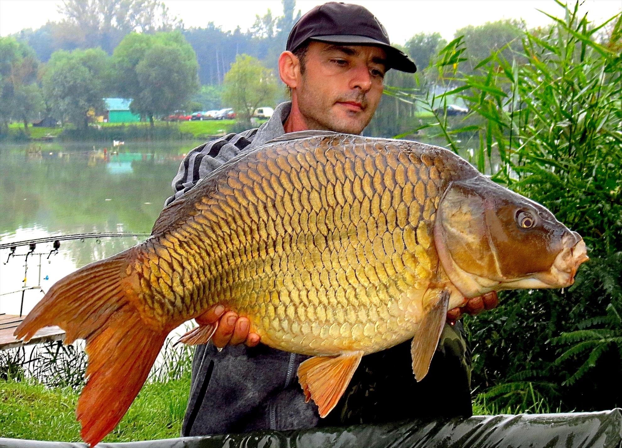 Palici Sep.2014 - img6159-015-comun-1249-kg-la-350.JPG